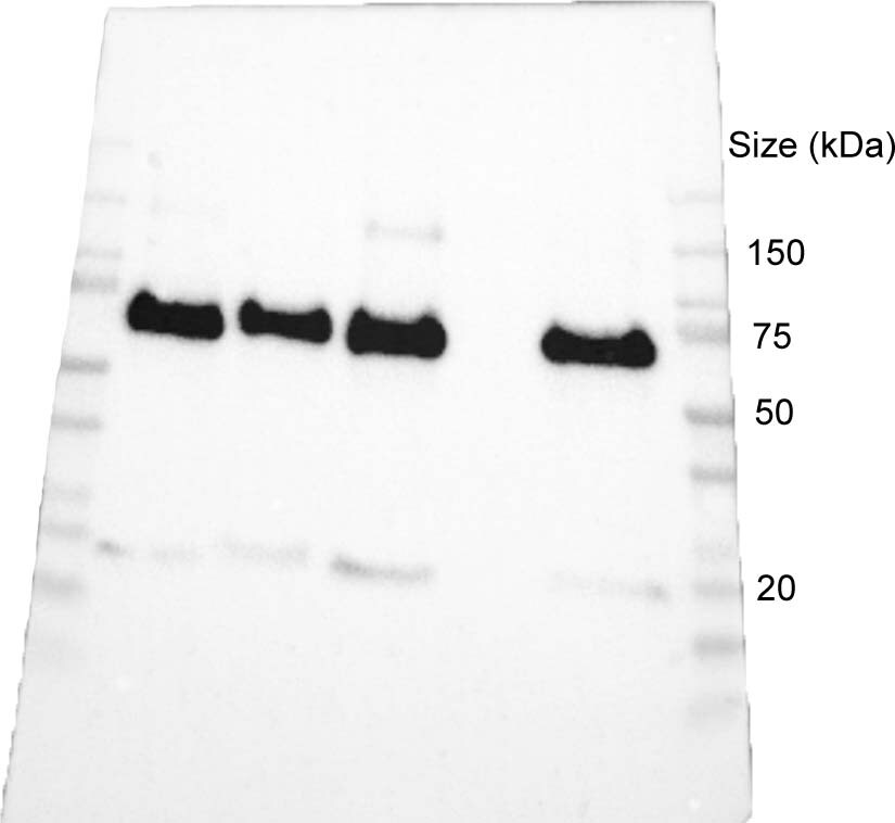 GRP78/HSPA5 Antibody - BSA Free NBP1-06274