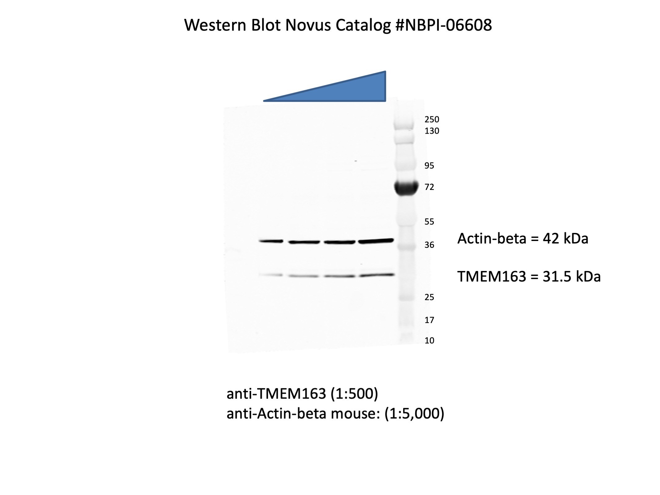 TMEM163 Antibody NBP1-06608
