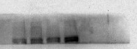 Lysine (K)-specific Demethylase 6B/KDM6B/JMJD3 Antibody - BSA Free NBP1-06640