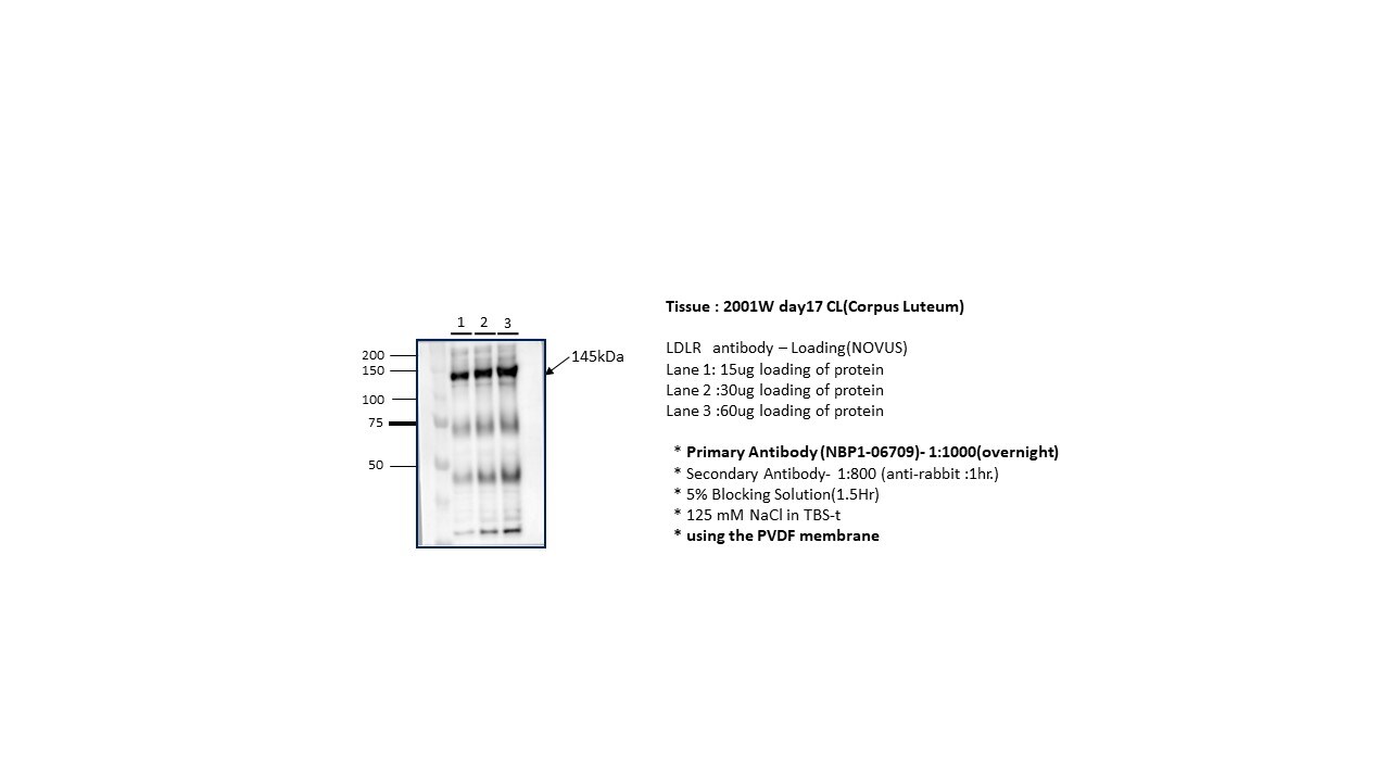 LDLR Antibody - BSA Free NBP1-06709