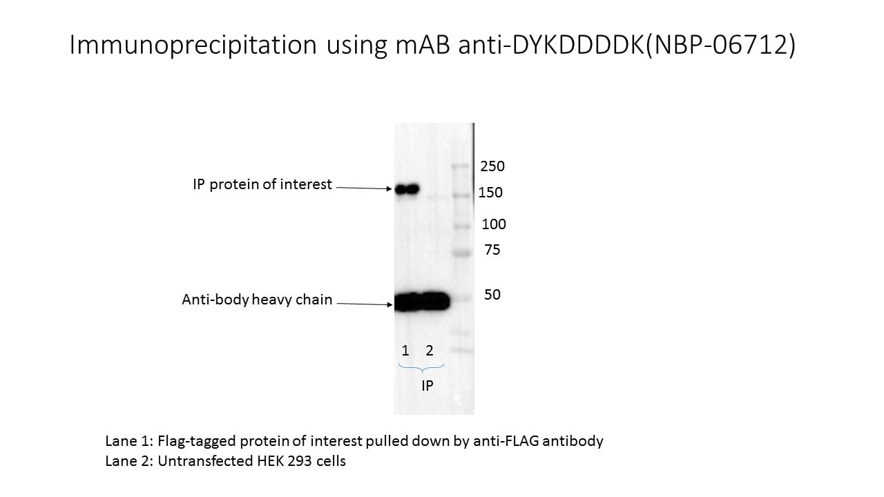 DYKDDDDK Epitope Tag Antibody (L5) - BSA Free NBP1-06712