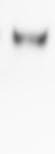 DYKDDDDK Epitope Tag Antibody (L5) - BSA Free NBP1-06712