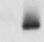 DYKDDDDK Epitope Tag Antibody (L5) - BSA Free NBP1-06712