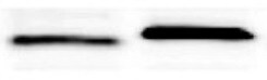DYKDDDDK Epitope Tag Antibody (L5) - BSA Free NBP1-06712