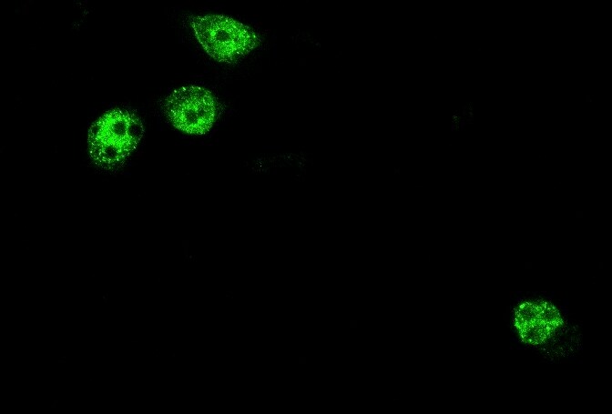 DYKDDDDK Epitope Tag Antibody (L5) [DyLight 488] NBP1-06712G