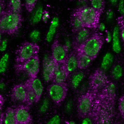 OLLAS Epitope Tag Antibody (L2) - BSA Free NBP1-06713