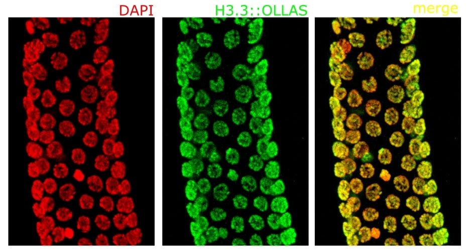 OLLAS Epitope Tag Antibody (L2) [Biotin] NBP1-06713B