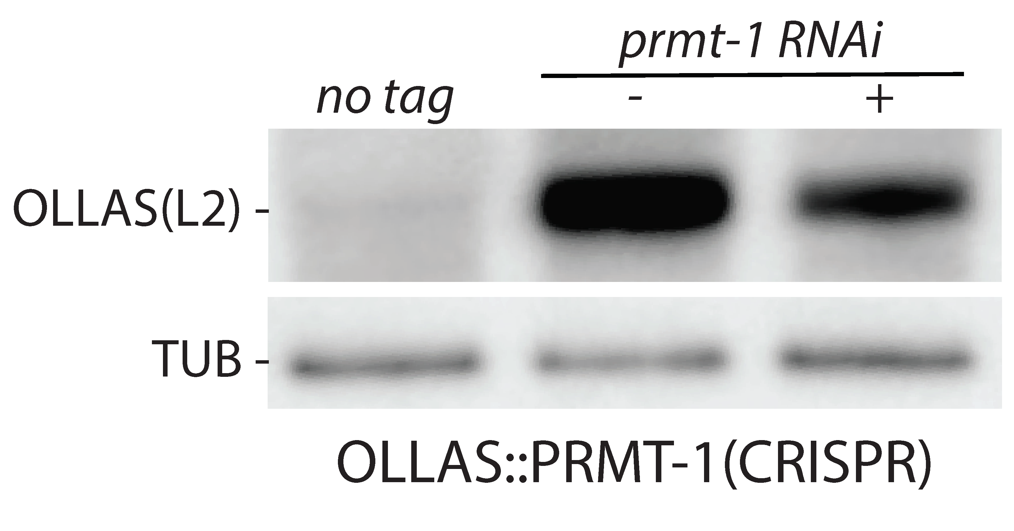 OLLAS Epitope Tag Antibody (L2) - BSA Free NBP1-06713
