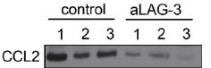 CCL2/MCP1 Antibody - BSA Free NBP1-07035
