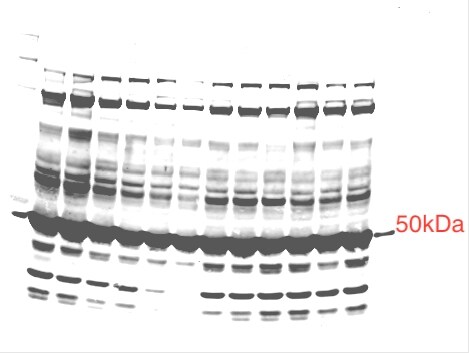 PDK4 Antibody - BSA Free NBP1-07047
