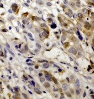 VEGF-C Antibody (107/F10) - Azide and BSA Free NBP1-18626