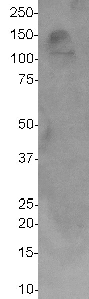 NOL1 Antibody - BSA Free NBP1-18907