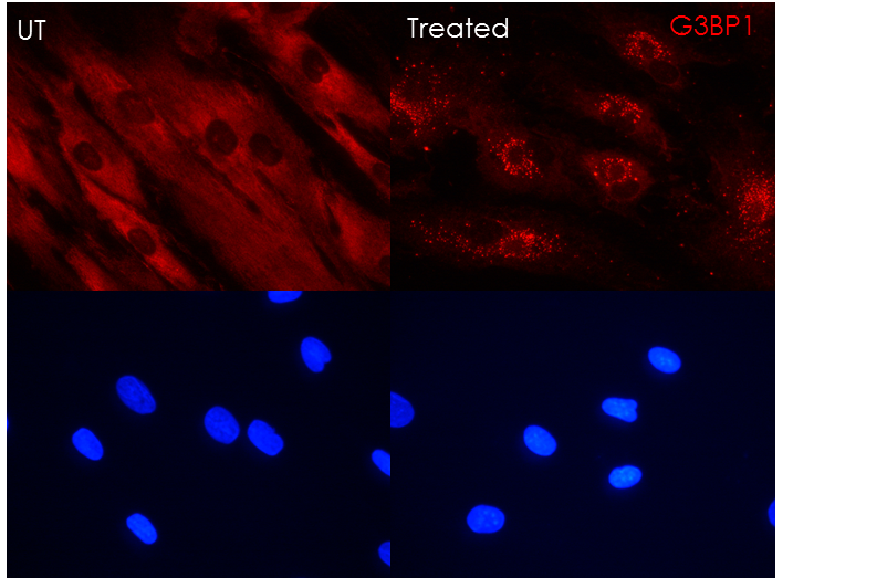 G3BP1 Antibody NBP1-18922
