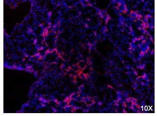 Oval Cell Marker Antibody (MIC1-1C3) - BSA Free NBP1-18961