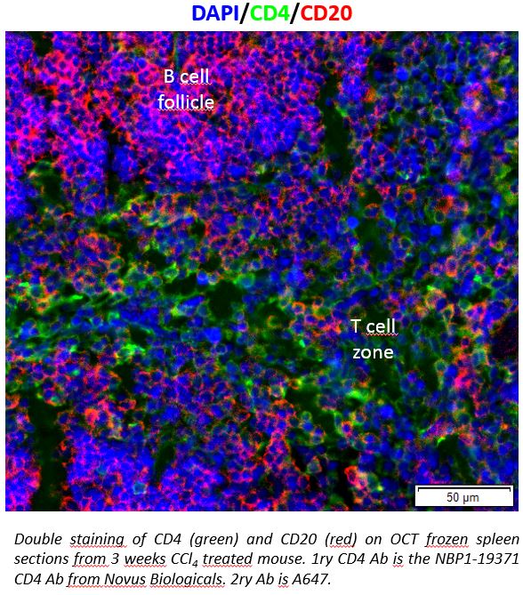 CD4 Antibody - BSA Free NBP1-19371