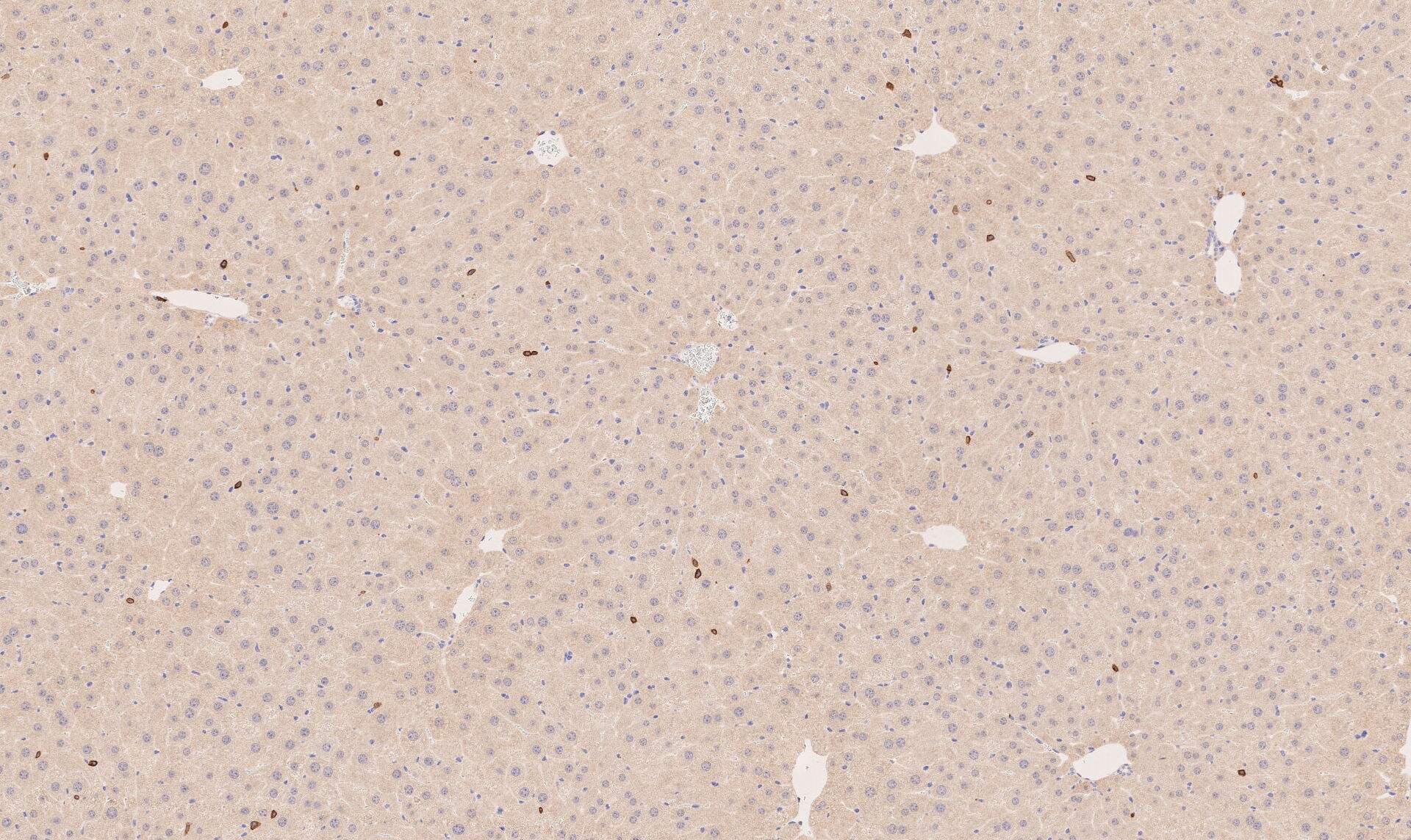 CD4 Antibody - BSA Free NBP1-19371