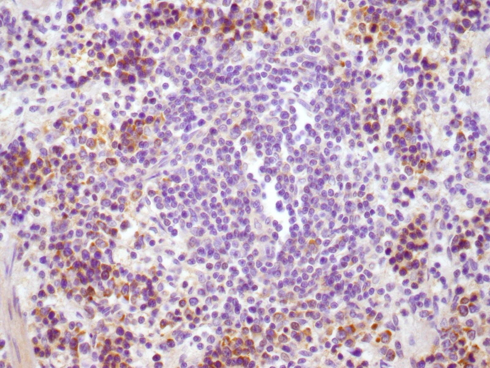 CD4 Antibody - BSA Free NBP1-19371