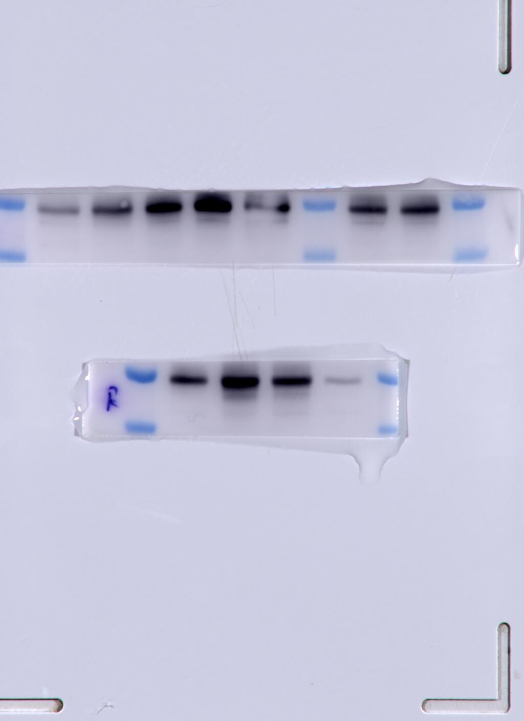 Erythropoietin R Antibody - BSA Free NBP1-19388