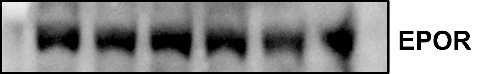 Erythropoietin R Antibody - BSA Free NBP1-19388