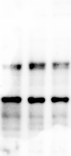DEC2/SHARP1 Antibody - BSA Free NBP1-19613