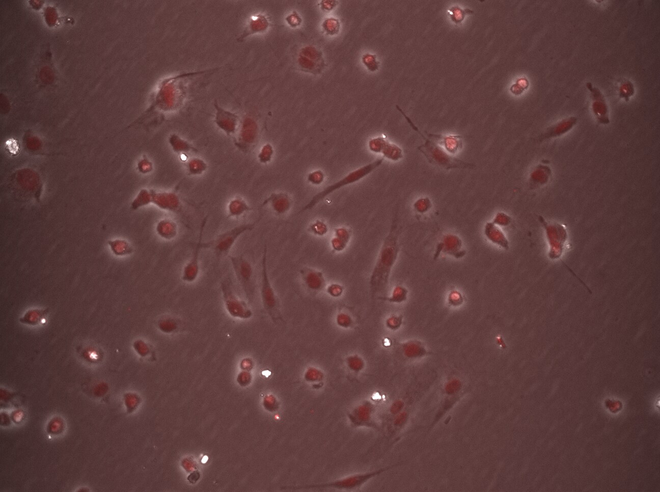 BMP-2 Antibody - BSA Free NBP1-19751