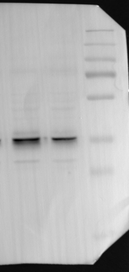 S Opsin Antibody - Azide and BSA Free NBP1-20194