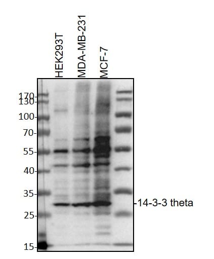 14-3-3 tau/theta Antibody (1A1) - BSA Free NBP1-21301