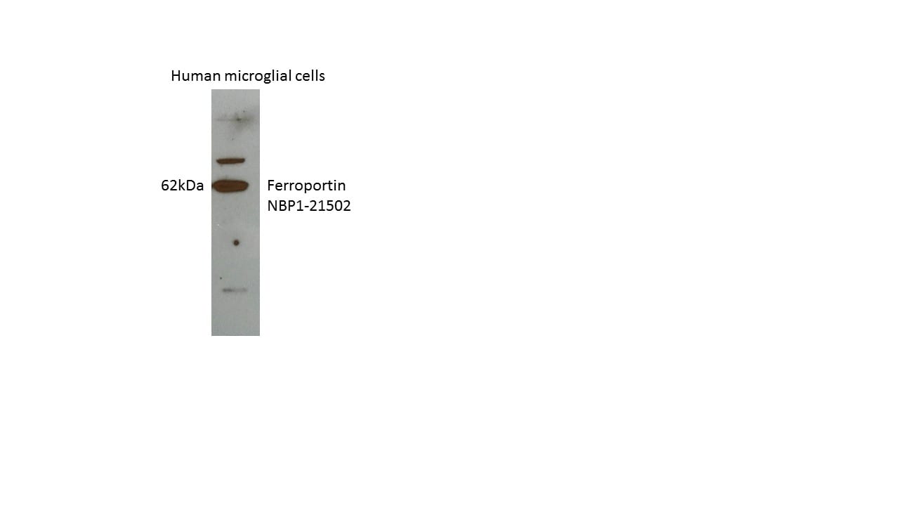 Ferroportin/SLC40A1 Antibody - BSA Free NBP1-21502