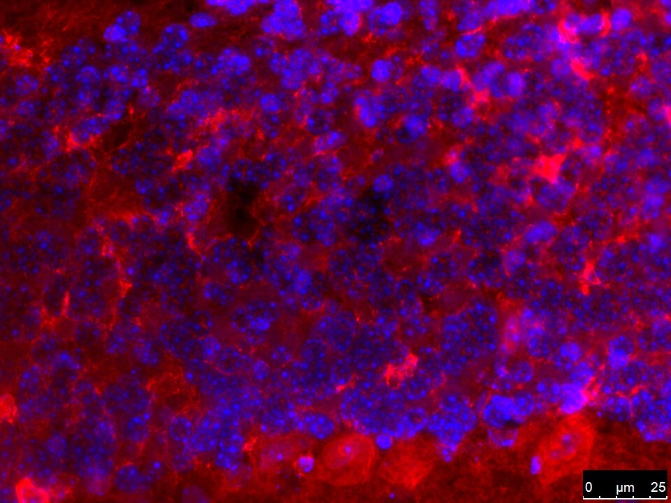 Ferroportin/SLC40A1 Antibody - BSA Free NBP1-21502