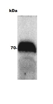 Ferroportin/SLC40A1 Antibody - BSA Free NBP1-21502