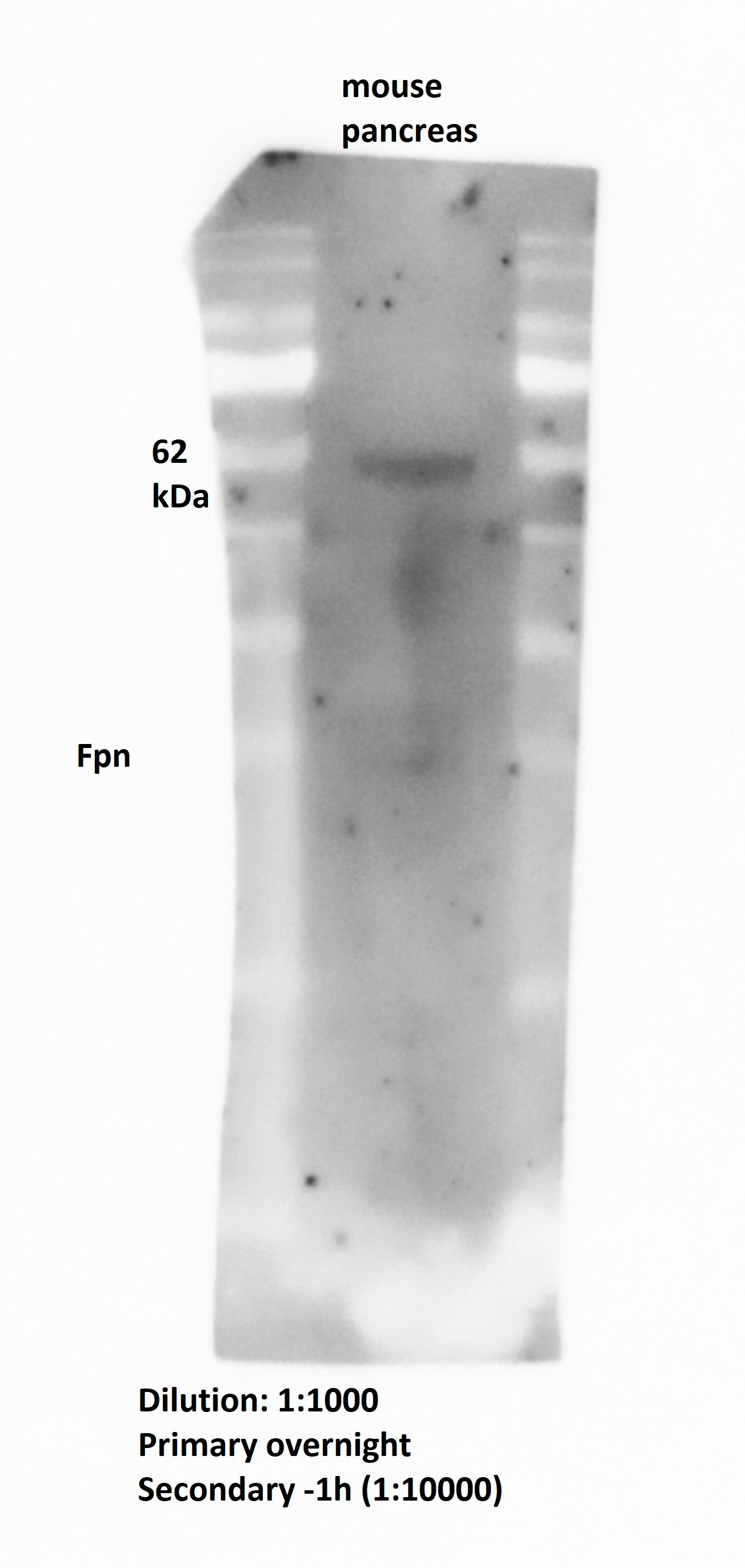 Ferroportin/SLC40A1 Antibody - BSA Free NBP1-21502