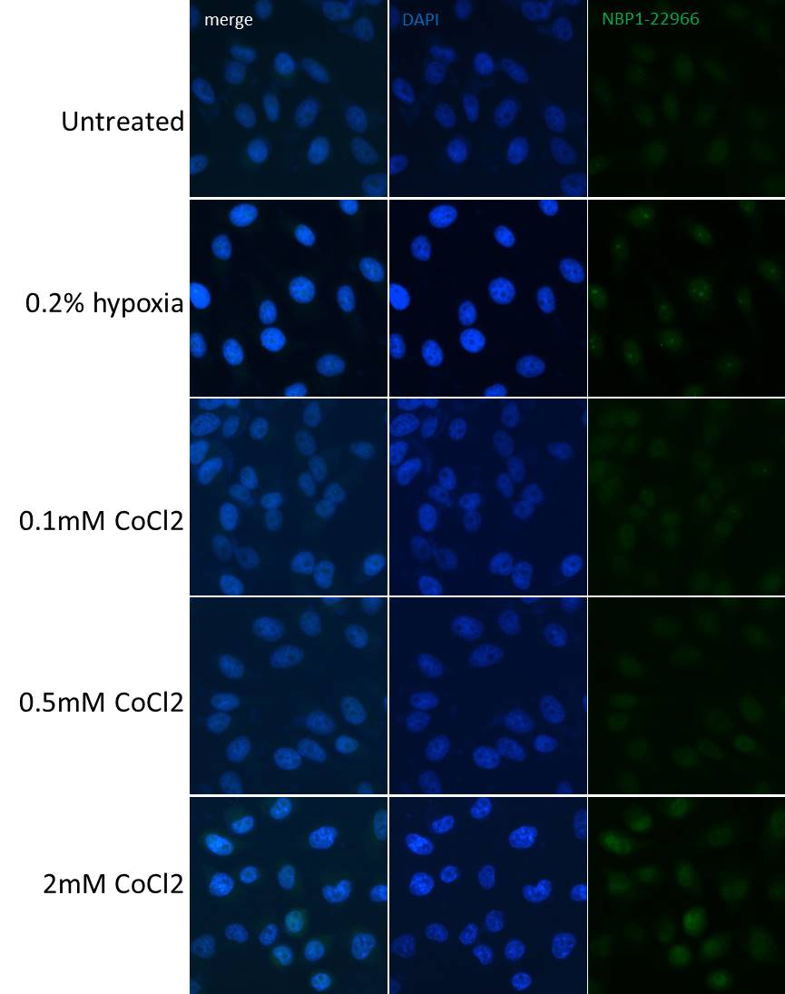 DDIT4 Antibody - BSA Free NBP1-22966