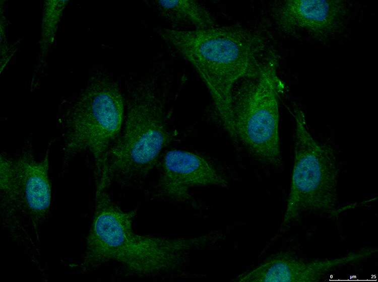 DHX30 Antibody NBP1-26603