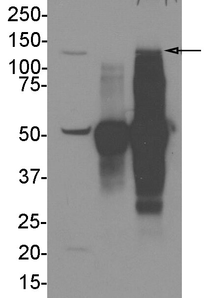 DHX30 Antibody NBP1-26603