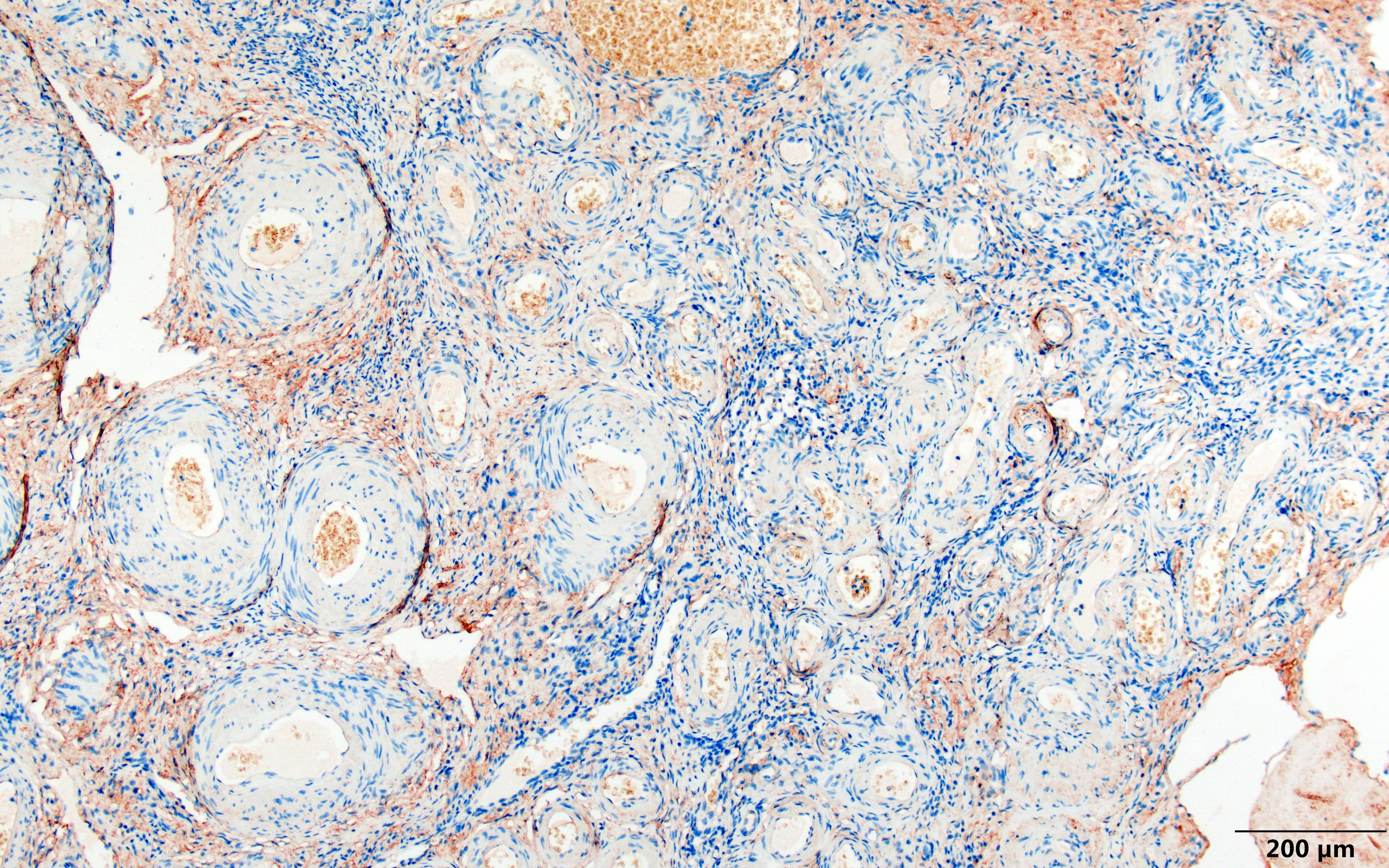 Integrin alpha 4/CD49d Antibody (PS/2) - Azide and BSA Free NBP1-26661