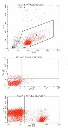 CD8 Antibody (fCD8) [Alexa Fluor® 405] NBP1-28254AF405