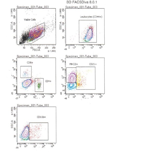 CD8 Antibody (fCD8) [PerCP] NBP1-28254PCP