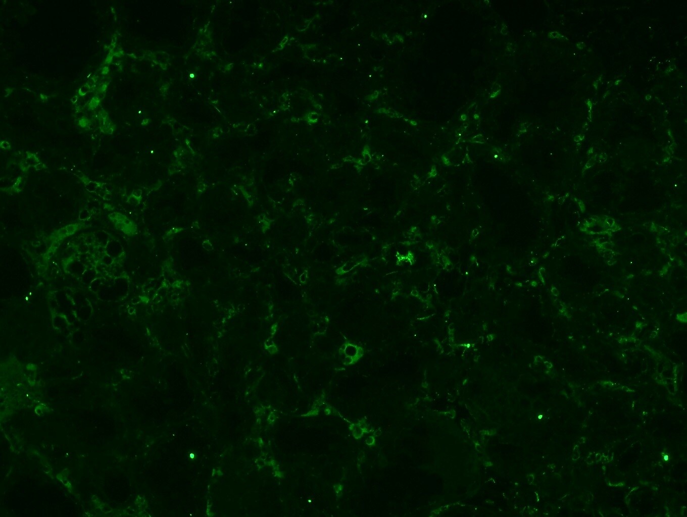 VCAM-1/CD106 Antibody (1.G11B1) - Azide and BSA Free NBP1-28404