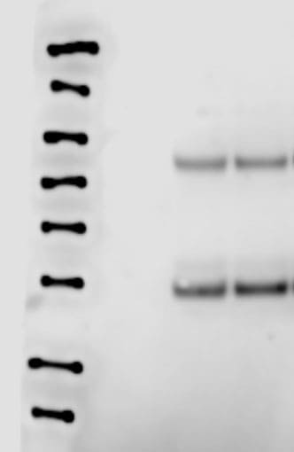 Bax Antibody (6A7) - Azide and BSA Free NBP1-28566