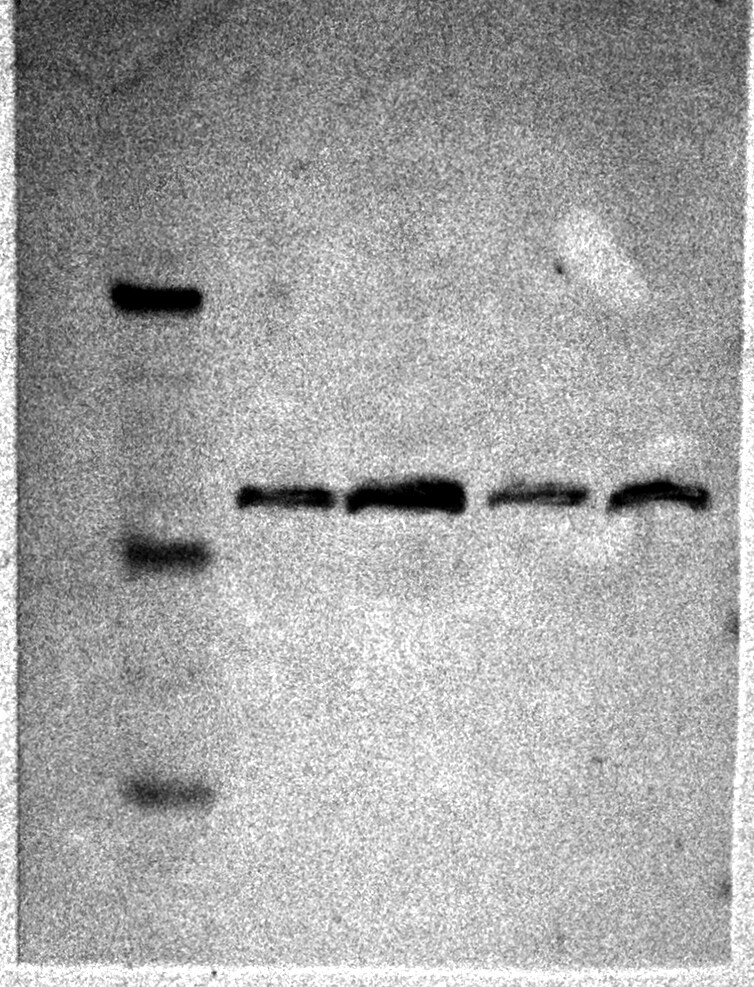 Bax Antibody (6A7) - Azide and BSA Free NBP1-28566
