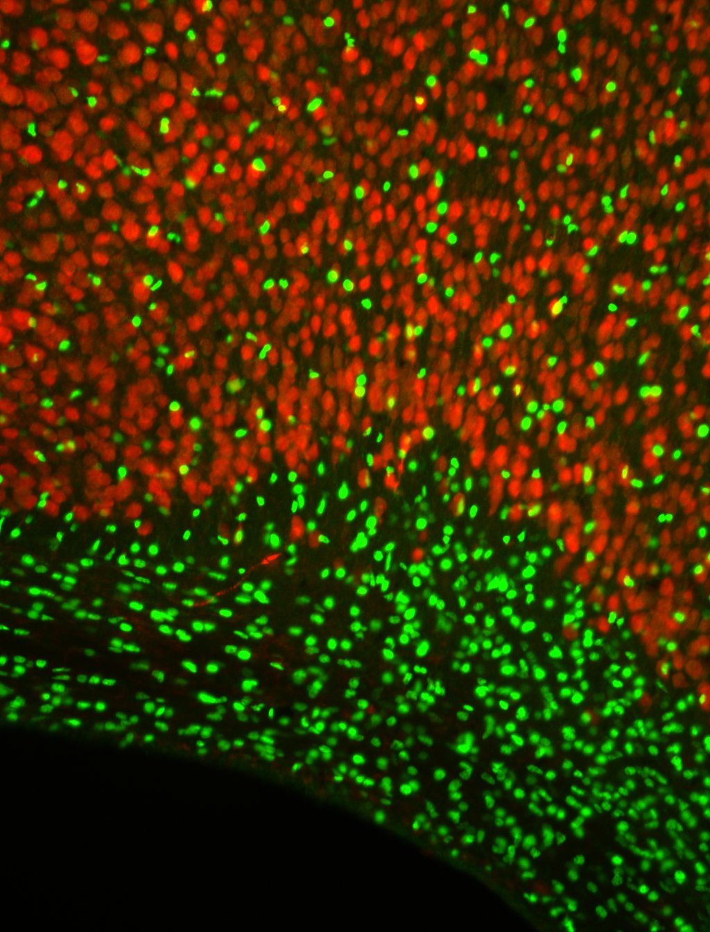 Olig2 Antibody - Azide and BSA Free NBP1-28667