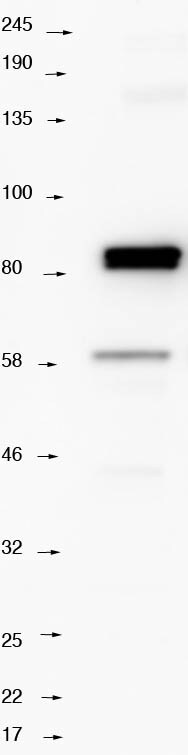 Septin-9 Antibody - BSA Free NBP1-28711