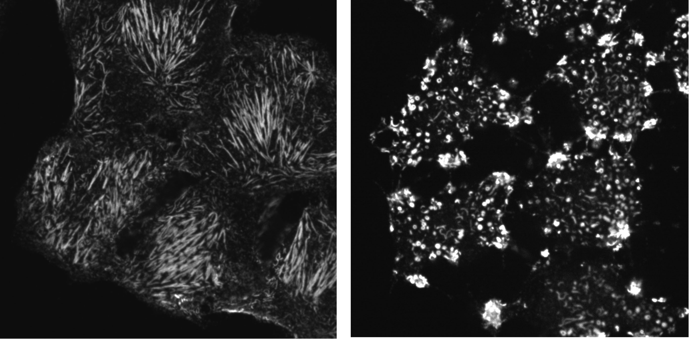 Septin-9 Antibody - BSA Free NBP1-28711