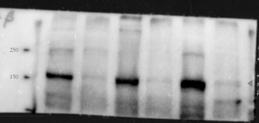 PGC-1 beta Antibody - BSA Free NBP1-28722