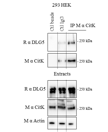 DLG5 Antibody - BSA Free NBP1-28739
