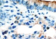 Lipocalin-1 Antibody (10B10) NBP1-28872