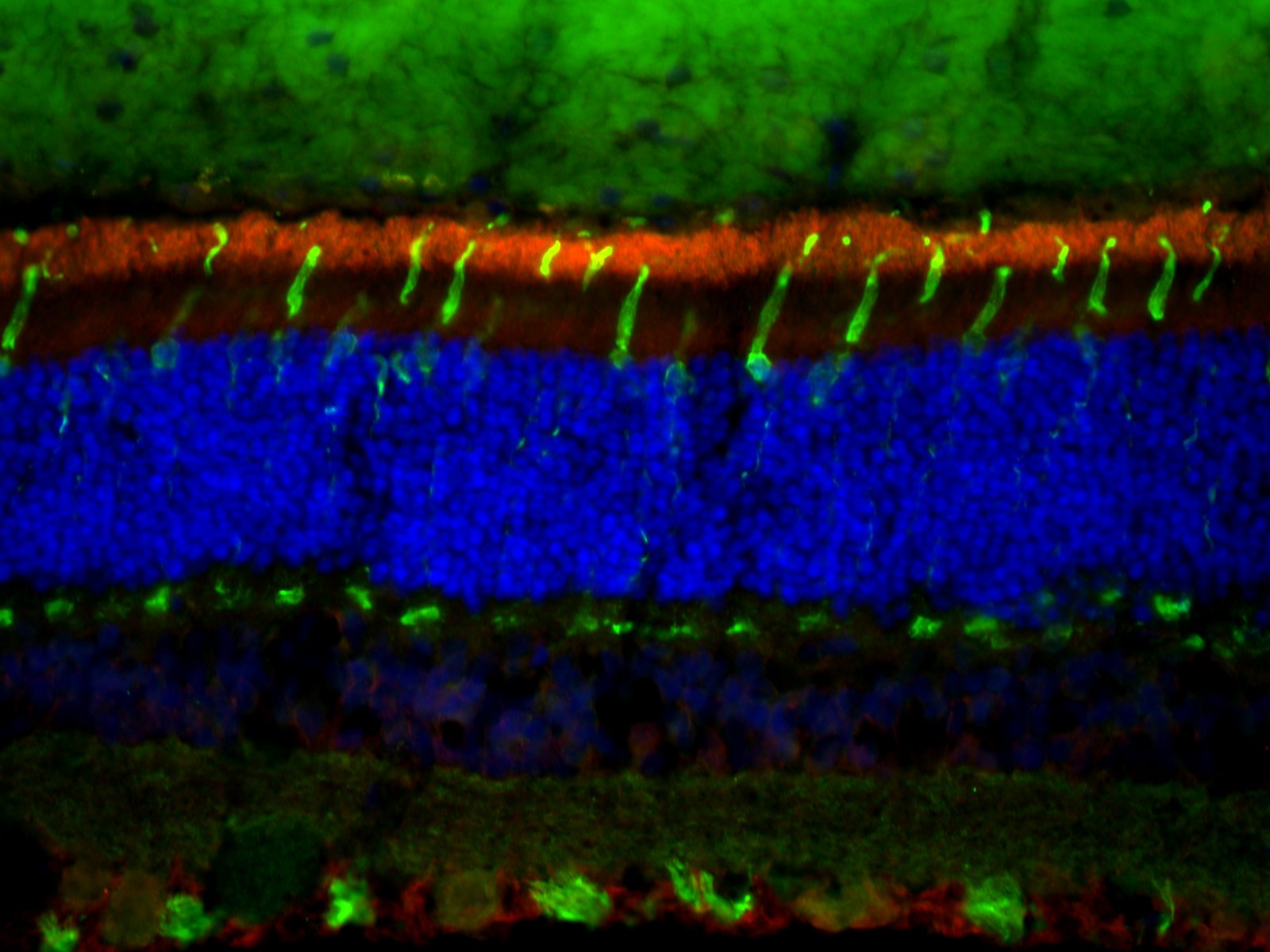 ABCA4 Antibody (3F4) - Azide Free NBP1-30032