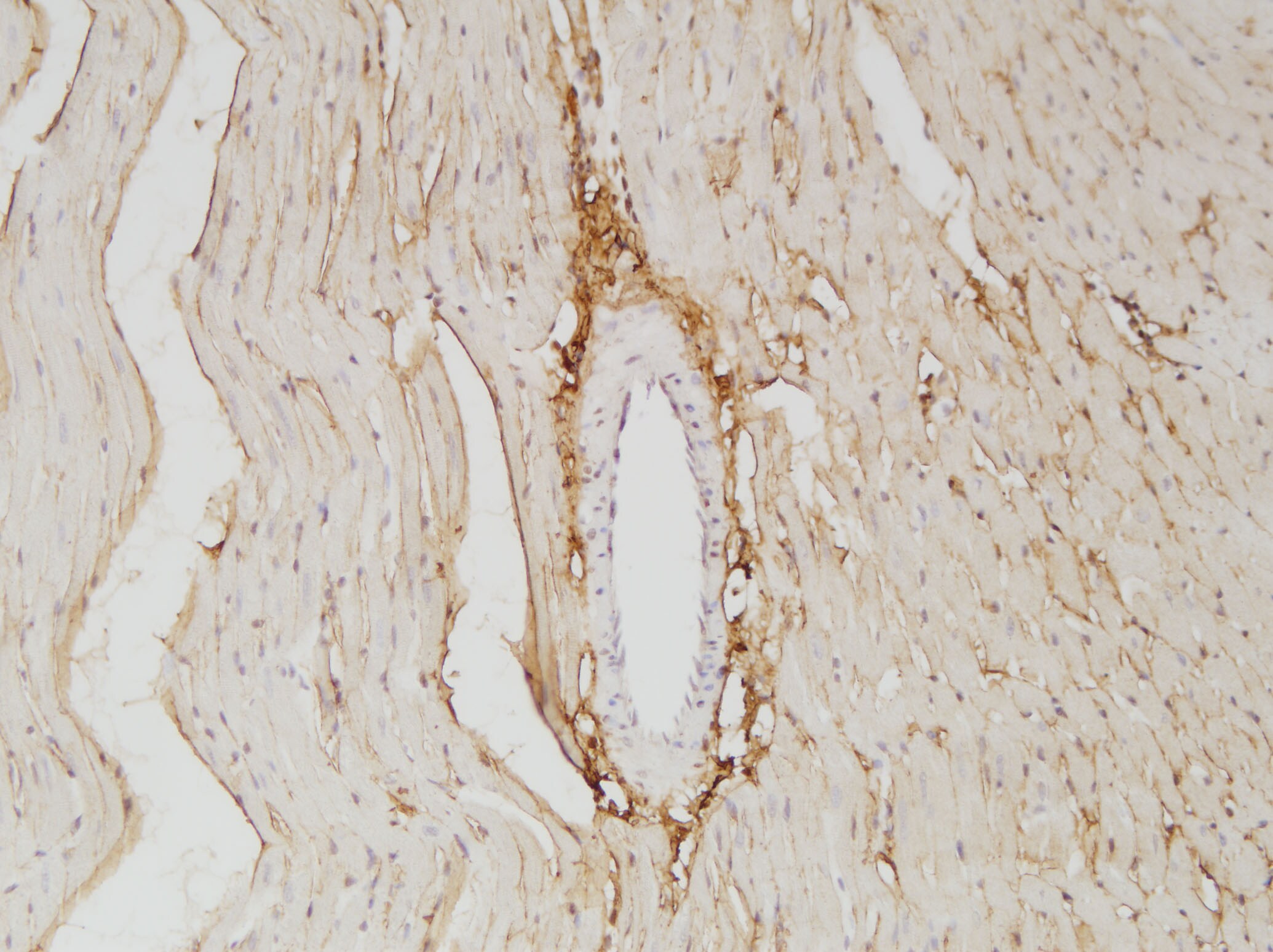 Collagen I alpha 1 Antibody - Azide and BSA Free NBP1-30054