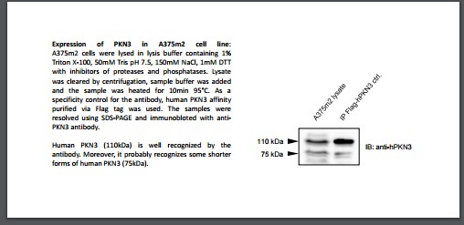 PKN3 Antibody - BSA Free NBP1-30102