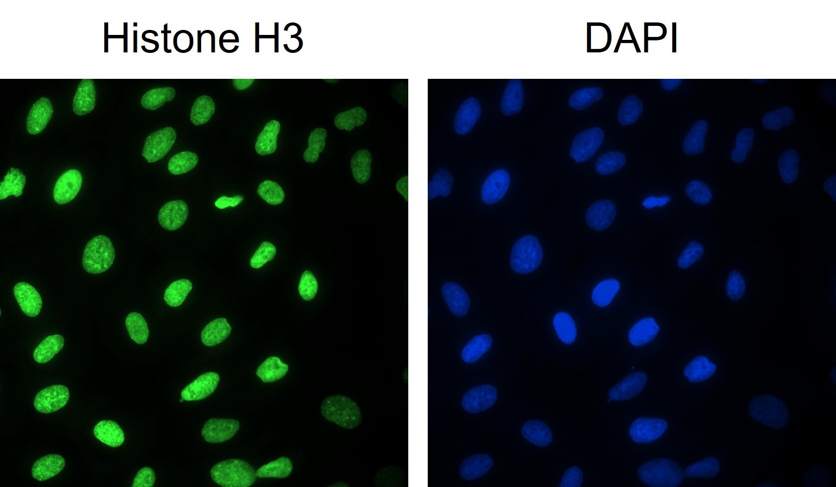 Histone H3 [Trimethyl Lys9] Antibody (6F12-H4) - BSA Free NBP1-30141